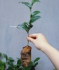 Đồng Hỷ: Cấp gần 3 triệu cây chè giống cho nông dân