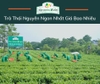 Chè Thái Nguyên Ngon Nhất Giá Bao Nhiêu