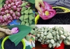 Hương vị trà sen Tây Hồ ướp thủ công và trà sen Tây Hồ ướp công nghiệp – người sành trà mới nhận ra
