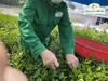 Tại sao ngày càng nhiều người tìm hiểu và lựa chọn chè nõn tôm thủ công?
