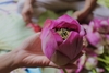 Trà sen Tây Hồ có bao nhiêu búp? Hé lộ bí mật số lượng búp sen trong từng ấm trà sen Tây Hồ thượng hạng