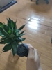 Baton Talon Chính Hãng