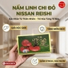 NẤM LINH CHI N𝖨ЅЅАN RЕ𝖨Ѕ𝖧𝖨 Nhật Bản