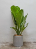 ANhome - Aglaonema Silver Bay (Cây Đại Phú)