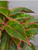 ANhome - Aglaonema Red (Phú Qúy)