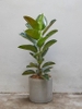 ANhome - Ficus Elastica (Đa Búp Đỏ)