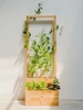 ANhome Plant Decoration - Mô hình thiết kế 250:650:1600 cm