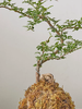 ANhome - Kokedama Cần Thăng