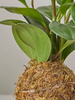 ANhome - Kokedama Trường Sinh