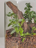 ANhome - Terrarium lục giác