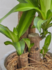 ANhome - Dracaena Fragrans (Thiết Mộc Lan)