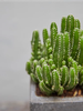 ANhome - Thanh Son Cactus (Xương Rồng Thanh Sơn)