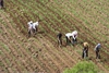 Hiệu quả thiết thực của máy làm đất nông nghiệp đối với hoạt động canh tác vụ mùa của nhà nông.