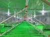 Máng ăn cho vịt tự động hiện đại, hiệu quả cho chăn nuôi vịt quy mô lớn