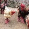 Gà Đông Tảo - Nguồn gốc, đặc điểm và kỹ thuật nuôi