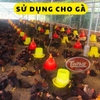 máng uống nước tự động cho gà