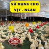 máng uống cho gà