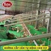 Máng cho vịt ăn tự động Giải pháp hiệu quả cho chăn nuôi vịt
