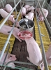 MÁNG HEO INOX GÀI SẢN - GIẢI PHÁP CHĂN NUÔI HIỆU QUẢ
