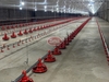 Máng cho gà ăn tự động - Chăn nuôi gà hiện đại năng suất cao