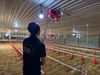 Máng cho gà ăn tự động - Chăn nuôi gà hiện đại năng suất cao