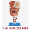 Mô hình mũi, miệng, hầu, họng GD/A13001