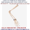 Mô hình khung xương cánh tay GD/A11124