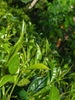 tra-long-van-aaa-500g