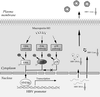 HBV-RNA: DẤU ẤN MỚI THEO DÕI BỆNH LÝ VIÊM GAN B HIỆU QUẢ