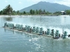 Limestone Using For Water Treatment In Aquaculture Sector