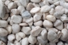 MILKY WHITE PEBBLES