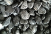 BLACK PEBBLES