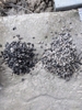 GREY PEBBLES