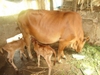 Kỹ thuật nuôi bò sinh sản đạt hiệu quả cao