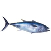 Fresh BLUE FIN (SE-2)/ Farmed/JAPAN