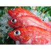 MAME KINKI / 豆キンキ 1KG