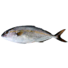 Cá Shokko