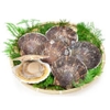 Sò điệp nguyên vỏ đông lạnh vùng Aomori (8-10 con/kg)