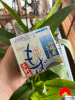 Tảo nâu chế biến Ajitsuke Mozuku Sanbaizu  (3 hộp/lốc) [đông lạnh]