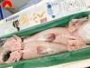 Thịt Cá Nóc Nhật Bản 2 Miếng 1,2 Đến 1,5kg