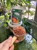BỘT CACAO NGUYÊN CHẤT 100%/PURE CACAO POWDER PRIMY