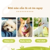 Xương da bò tự nhiên lớn 2 cây