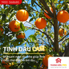 Tinh dầu IDANGCAP cam nguyên chất 10ml