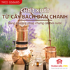 Tinh dầu IDANGCAP bạch đàn chanh nguyên chất 50ml