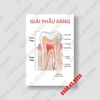 Tranh 
