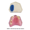 Mô hình thực hành cắm ghép implant, nâng xoang trong Nha khoa