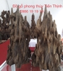 Trầm hương Quảng Nam