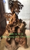 Tượng Sư Tổ Đạt Ma Gỗ Ngọc am Hà Giang khủng