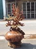 Bình Phú Quý Hoa Mai Gỗ Nu Hương
