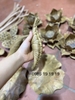 Hoa sen gỗ bách xanh mộc